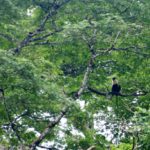 Primaten op Tiwai Island Sierra Leone