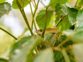 Reptielen farm bij Kartong Reptielen farm Gunjur Gambia