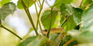 Reptielen farm bij Kartong Reptielen farm Gunjur Gambia