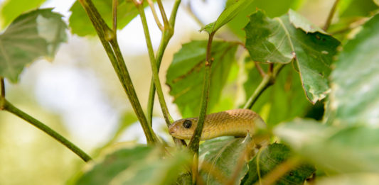 Reptielen farm bij Kartong Reptielen farm Gunjur Gambia