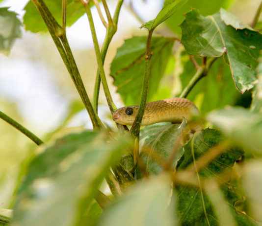 Reptielen farm bij Kartong Reptielen farm Gunjur Gambia