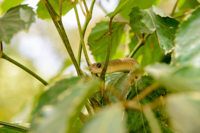 Reptielen farm Gunjur Gambia