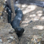 Reptielen farm Gunjur Gambia