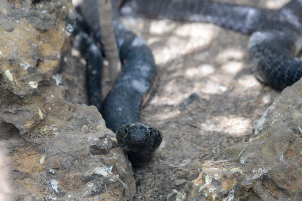 Cobra bij reptielen farm Gunjur Gambia