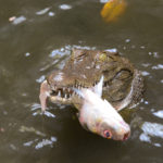 Reptielen farm Gunjur Gambia