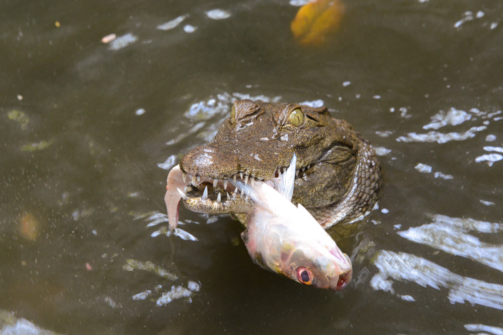 Krokodil Reptielen farm Gunjur Gambia