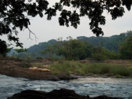 Tiwai Island in Sierra Leone Tiwai Island ligt in de Moa rivier