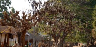 Ongerepte natuur en eeuwenoude culturen Guinee-Bissau: ongerepte natuur en eeuwenoude culturen