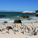 Pinguïns in Afrika bij Boulders Beach