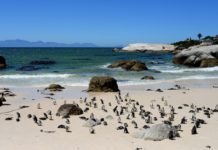 Pinguïns in Afrika bij Boulders Beach Pinguïns in Afrika bij Boulders Beach