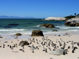 Pinguïns in Afrika bij Boulders Beach Pinguïns in Afrika bij Boulders Beach