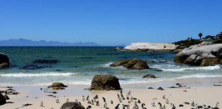 Pinguïns in Afrika bij Boulders Beach Pinguïns in Afrika bij Boulders Beach