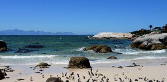 Pinguïns in Afrika bij Boulders Beach Pinguïns in Afrika bij Boulders Beach
