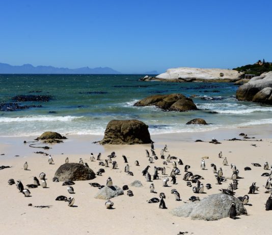 Pinguïns in Afrika bij Boulders Beach Pinguïns in Afrika bij Boulders Beach