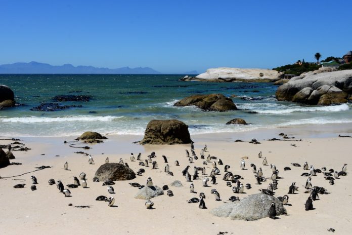 Pinguïns in Afrika bij Boulders Beach