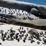 Pinguïns in Afrika bij Boulders Beach