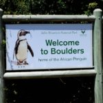 Pinguïns in Afrika bij Boulders Beach