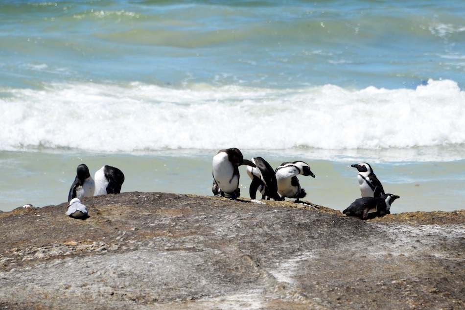 Pinguïns in Afrika bij Boulders Beach