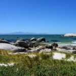 Pinguïns in Afrika bij Boulders Beach