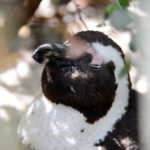 Pinguïns in Afrika bij Boulders Beach