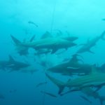 Duiken met zwartpunthaaien bij Aliwal Shoal Umkomaas