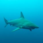 Duiken met zwartpunthaaien bij Aliwal Shoal Umkomaas