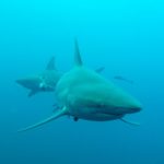 Duiken met zwartpunthaaien bij Aliwal Shoal Umkomaas