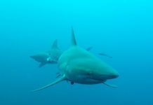 Duiken met zwartpunthaaien bij Aliwal Shoal in Zuid Afrika Duiken met zwartpunthaaien bij Aliwal Shoal Umkomaas