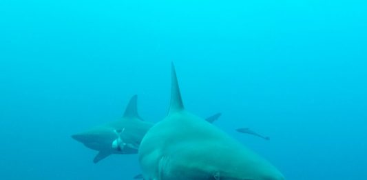 Duiken met zwartpunthaaien bij Aliwal Shoal in Zuid Afrika Duiken met zwartpunthaaien bij Aliwal Shoal Umkomaas