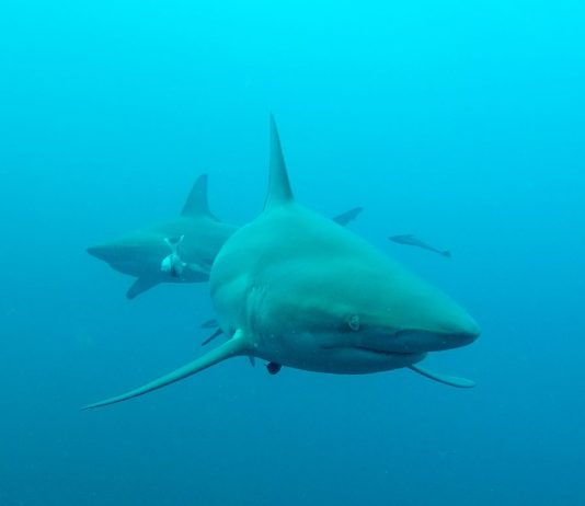 Duiken met zwartpunthaaien bij Aliwal Shoal in Zuid Afrika Duiken met zwartpunthaaien bij Aliwal Shoal Umkomaas