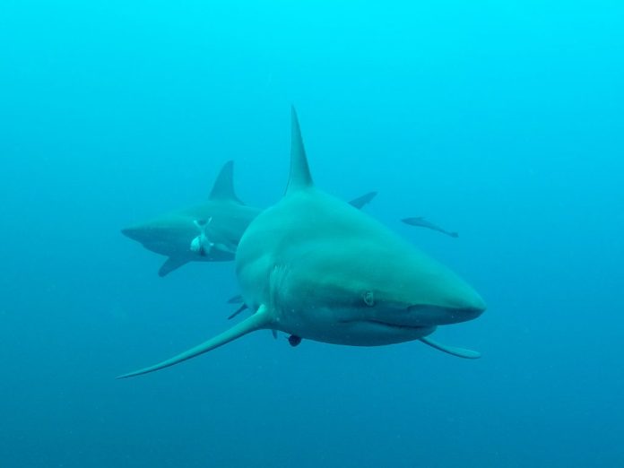 Duiken met zwartpunthaaien bij Aliwal Shoal Umkomaas