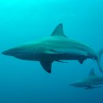 Duiken met zwartpunthaaien bij Aliwal Shoal Umkomaas
