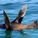 Duiker Island Hout Bay Zuid Afrika