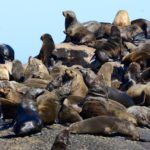 Duiker Island Hout Bay Zuid Afrika