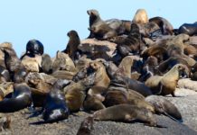 Bezoek de zeeleeuwen op Duiker Island Duiker Island Hout Bay Zuid Afrika