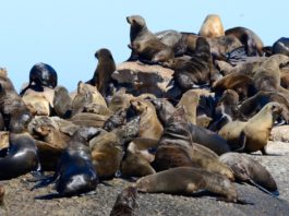 Bezoek de zeeleeuwen op Duiker Island Duiker Island Hout Bay Zuid Afrika