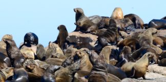 Bezoek de zeeleeuwen op Duiker Island Duiker Island Hout Bay Zuid Afrika