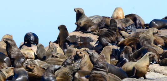 Bezoek de zeeleeuwen op Duiker Island Duiker Island Hout Bay Zuid Afrika