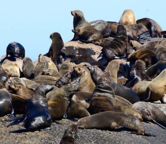 Bezoek de zeeleeuwen op Duiker Island Duiker Island Hout Bay Zuid Afrika