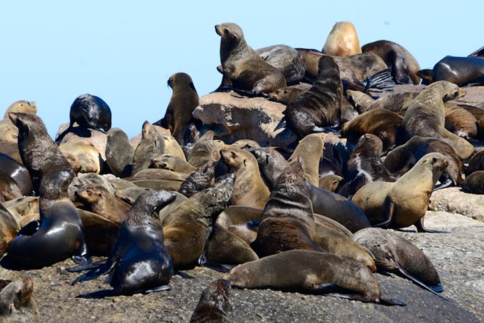 Duiker Island Hout Bay Zuid Afrika