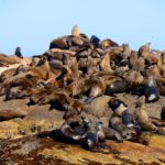 Duiker Island Hout Bay Zuid Afrika
