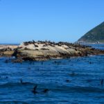 Duiker Island Hout Bay Zuid Afrika