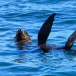 Duiker Island Hout Bay Zuid Afrika
