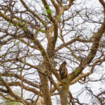 Fathala Wildlife Reserve Senegal