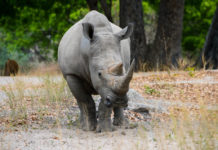 Op safari in het Fathala Wildlife Reserve Fathala Wildlife Reserve Senegal