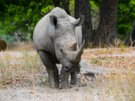 Op safari in het Fathala Wildlife Reserve Fathala Wildlife Reserve Senegal