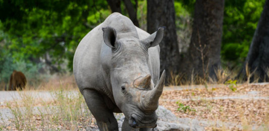Op safari in het Fathala Wildlife Reserve Fathala Wildlife Reserve Senegal
