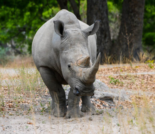 Op safari in het Fathala Wildlife Reserve Fathala Wildlife Reserve Senegal