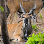 Fathala Wildlife Reserve Senegal