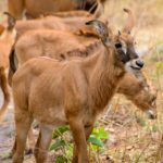 Fathala Wildlife Reserve Senegal